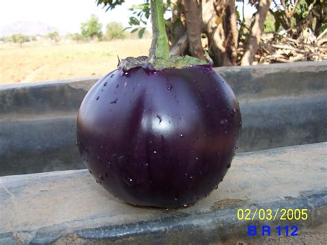 Natural Green F Hybrid Brinjal Seeds Seed Man Packaging Type Bag