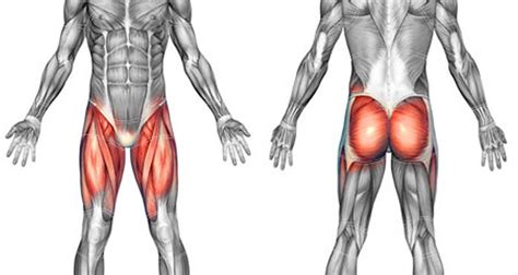 Hip Flexor Muscles Diagram