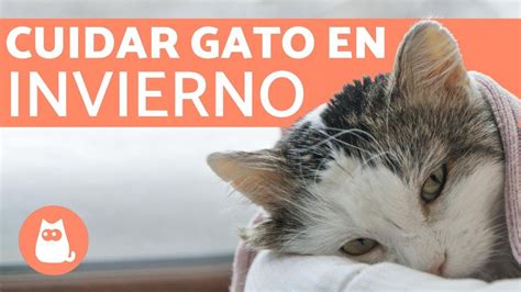 C Mo Proteger A Tu Gato Del Fr O Tips Tiposdegatos