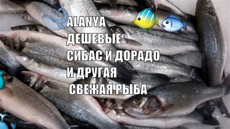Где купить САМУЮ ДЕШЕВУЮ свежую рыбу ALANYA Сибас и дорадо Цены - YouTube