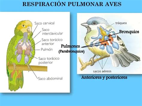 Tipo De Respiración Del Loro Loros Y Guacamayos