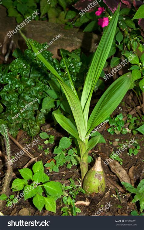 Peristeria Elata Plant Bulb Stock Photo 299268251 | Shutterstock