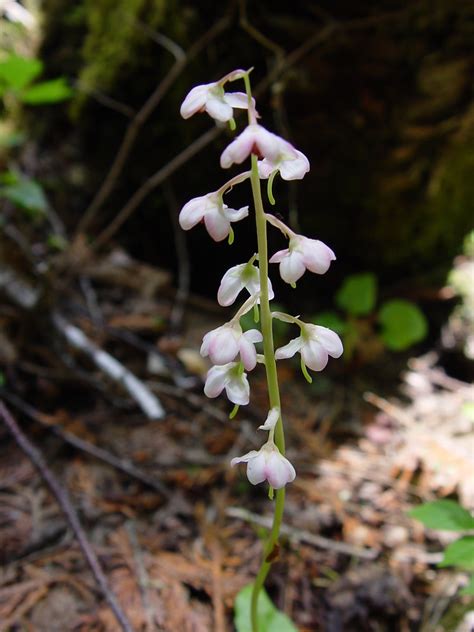 Pyrola Asarifolia Pink Shinleaf Go Botany