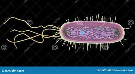 Campylobacter Bacteria The Causative Agent Of Food Infections Royalty