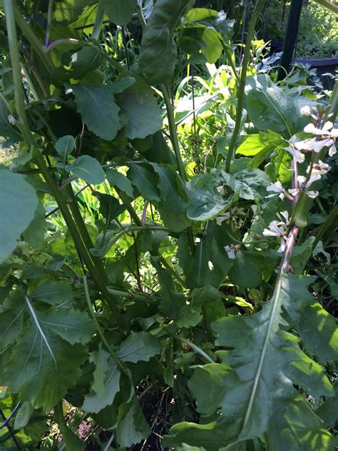 Rocket - Local Seeds