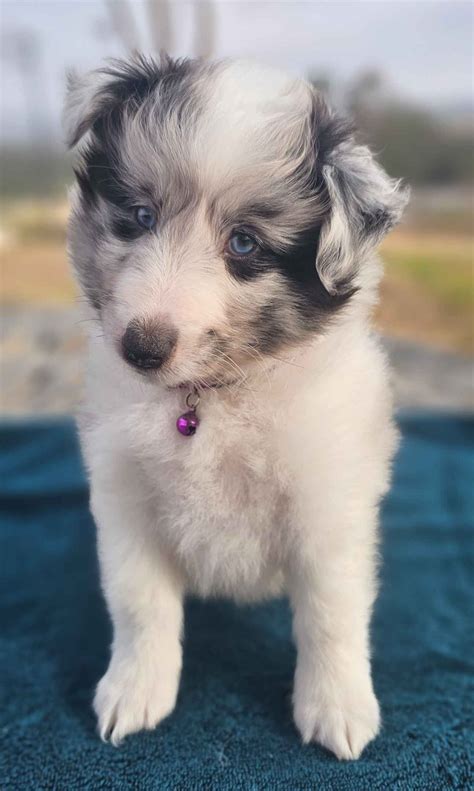 Shetland Sheepdog (Sheltie) Puppies For Sale In California