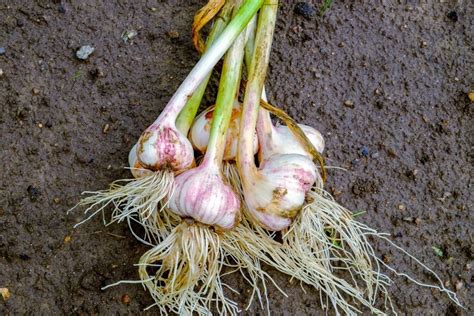 How To Plant And Grow Garlic Triple Tree Nurseryland