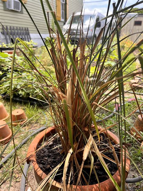 Meet The Plants Lemongrass — Lets Grow