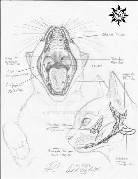 oral cavity cat anatomy  nakumah  deviantart