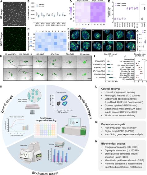 Differentiation Of Stem Cell Derived Pancreatic Progenitors Into