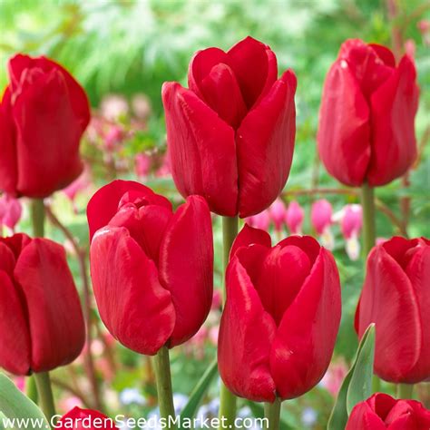 Tulipa Ile de France - Tulip Ile de France - 5 bulbs – Garden Seeds ...