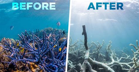 What Will Happen If The Entire Coral Reef On This Earth Disappears