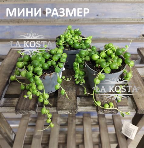 Купить Сенецио Крестовник Роули растение бусы шарики доставка Москва и ...