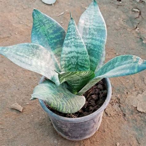 Indoor Snake Plant at Rs 125/piece | Snake Plant in Hasanpur | ID ...