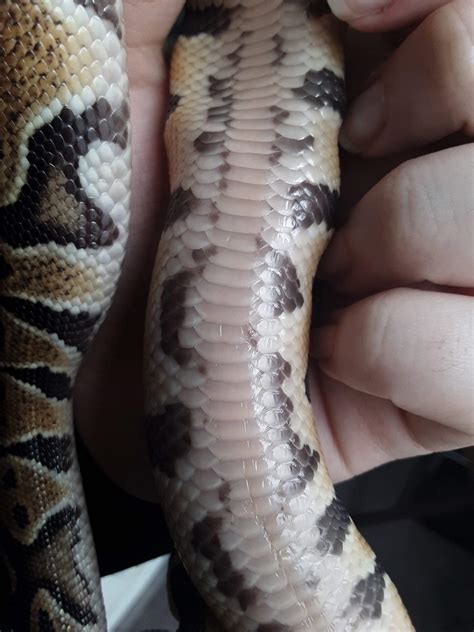 Snake peril increases as summer heat waves arrive 28