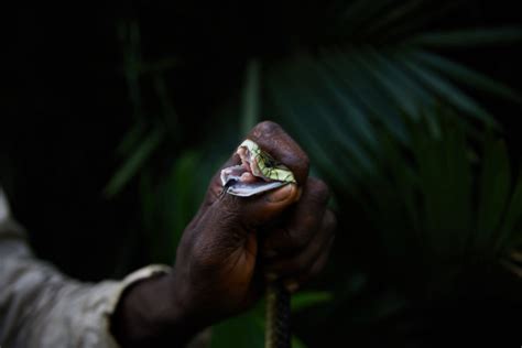 Congo’s hidden crisis: Snakebites and envenomation