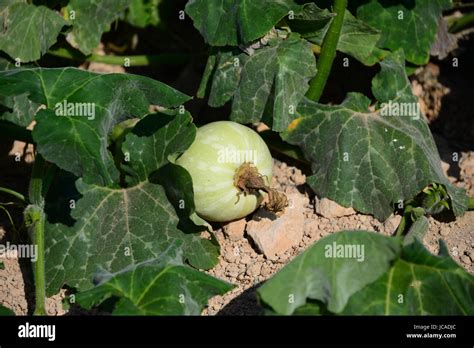 pumpkinpumpkinmelon spain stock photo alamy