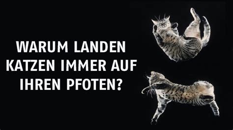 Warum Katzen Beim Fallen Immer Auf Den Pfoten Landen Video Dailymotion