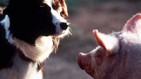 Babe Facts Cast Trivia 9 Things You Didnt Know About The Movie News Au Australias