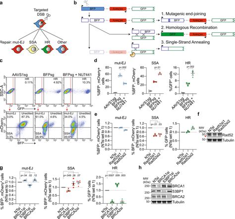Dsb Spectrumv3 Is A Reporter For Mutagenic End Joining Ssa And Hr A