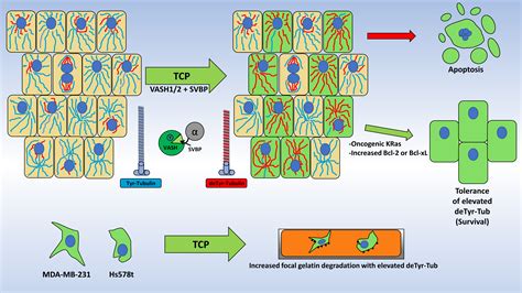 Cancers Free Full Text Tubulin Carboxypeptidase Activity Promotes