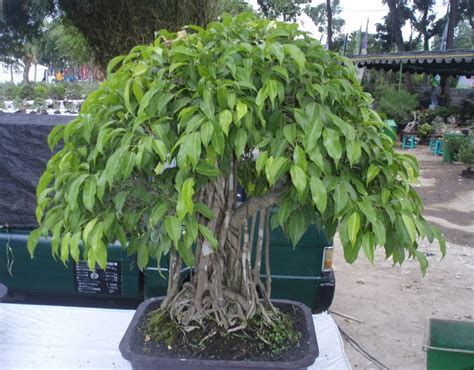 5 Langkah Mudah Membuat Bonsai Beringin Makin Unik » Taman Inspirasi SAFA