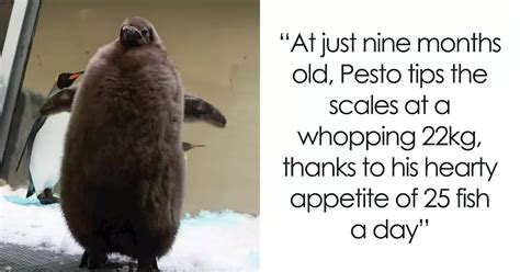 Meet 9-Month-Old Pesto, The Internet’s Favorite Fuzzy Baby Penguin, Who