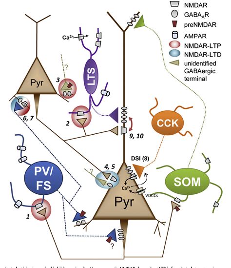 Figure 2 from NMDA receptor-dependent function and plasticity in inhibitory circuits | Semantic ...