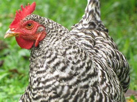 images nature bird farm prairie animal cute beak