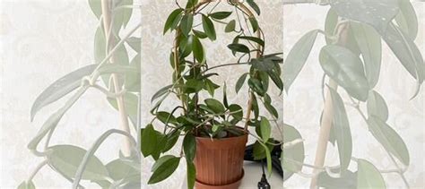 Комнатные цветы купить в Омске | Товары для дома и дачи | Авито