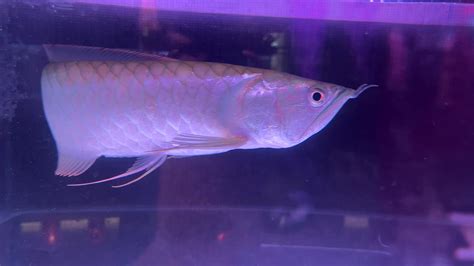 asian arowana dragonfish   freshwater fish tank  stock