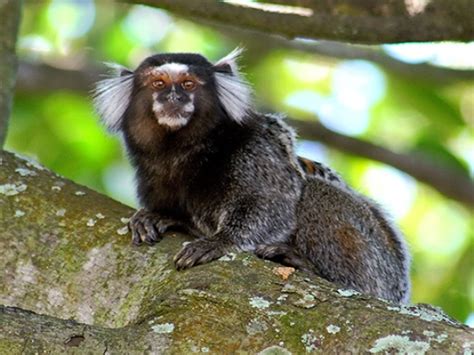 Fotos de 20 animais da Caatinga (No Ceará tem disso sim) | No Ceará Tem ...