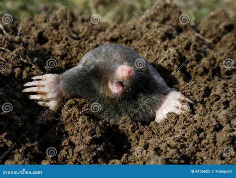 Black mole new stock photo. Image of small, snout, animal - 4426622