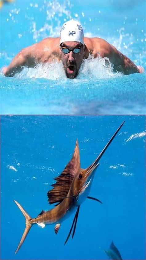 Animals Vs Olympians Who Is The Winner