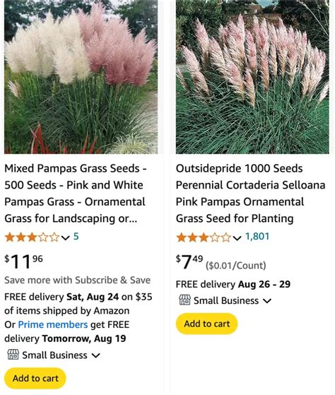 Plant Faqs Pink Pampas Grass