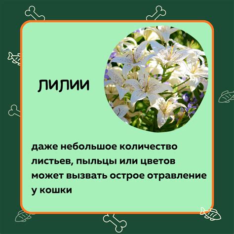 ОПАСНЫЕ РАСТЕНИЯ ДЛЯ КОШЕК | Юность Севера | Дзен