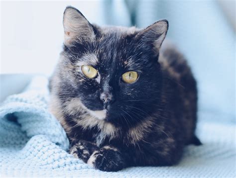 Кошка Эстер — Варежка