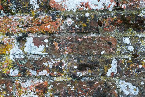 Lichen And Moss Free Photo Download Freeimages