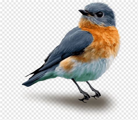 pajaros pajaros aves natural pajaro png pngwing