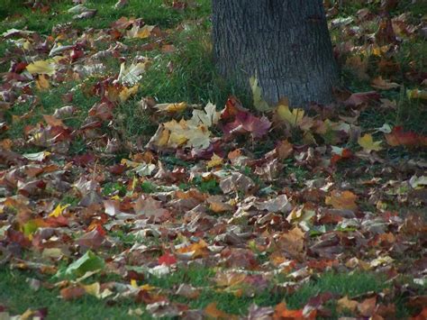Опавшие Листья Фотографии – Telegraph