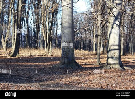 History Written On Tree Trunks Stock Photo Alamy