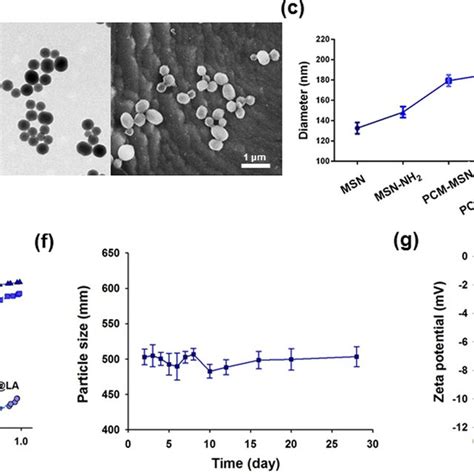 Physicochemical Characterization Of PCM MSN LA A TEM Images Of