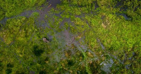 Enhancing peatland conservation: Advancements in carbon measurement ...