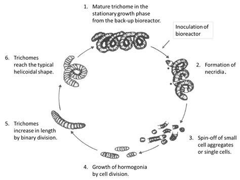 Morphology and Growth of Arthrospira platensis during Cultivation in a ...