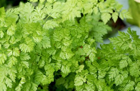 Кервель ажурный (103 фото) - фото - картинки и рисунки: скачать бесплатно