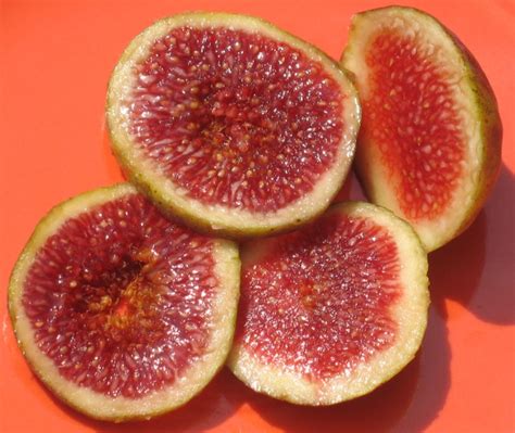 Violet Sepor Mountain Figs