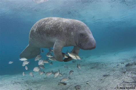 Manatee Research » Aquatic Animal Health » College of Veterinary
