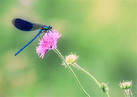 plants  attract dragonflies   garden