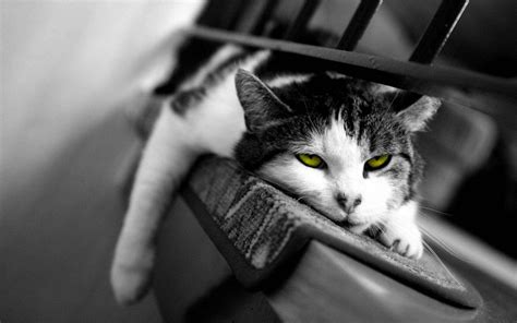 Free Cat Wallpaper Downloads 700 Cat Wallpapers For Free