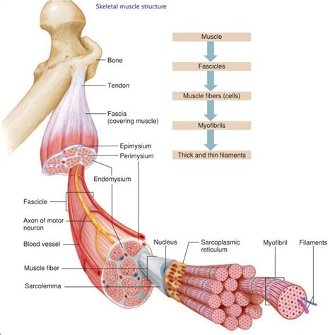 Skeletal Muscle Structure Muscle Structure Skeletal Muscle Skeletal